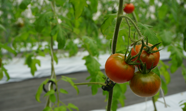 cà chua được ứng dụng kỹ thuật nông nghiệp IMEC tiên tiến nhất tại Nhật Bản cho phép trồng trọt không sử dụng đất, mà dung một loại giấy bóng đặc biệt. So với các kỹ thuật khác, kỹ thuật này dễ học hỏi, và có thể mang lại các sản phẩm có độ ngọt và giá trị dinh dưỡng cao.