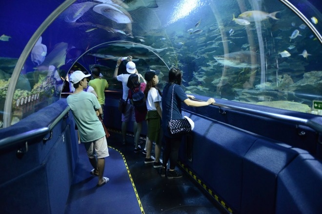 <p> Cả đoàn cũng ghé thăm thủy cung lớn nhất thế giới Curacao Sea Aquarium. </p>