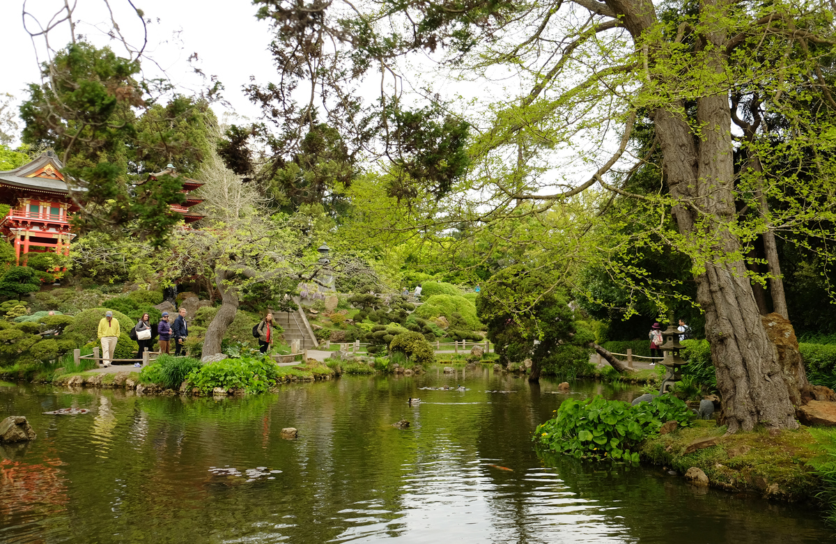 <p> Trong số đó, Vườn Trà Nhật Bản nằm ở công viên Cổng Vàng, San Francisco (Japanese Tea Garden at Golden Gate Park) nổi tiếng nhất vì đây là vườn Nhật Bản công cộng lâu đời nhất tại Mỹ.</p>
