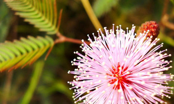 Bài thuốc chữa mất ngủ bằng cây hoa trinh nữ