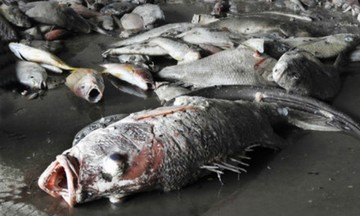 ĐH FPT hỗ trợ sinh viên chịu ảnh hưởng cá chết ở miền Trung