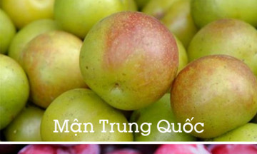 Chiêu hay phân biệt mận ta và mận Trung Quốc