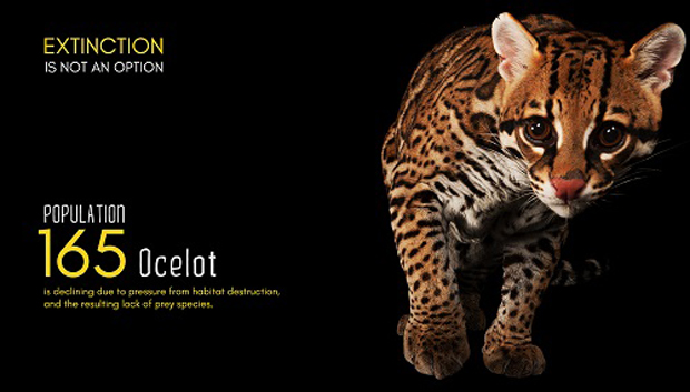 poster04a-Ocelot-6884-1475486773.jpg