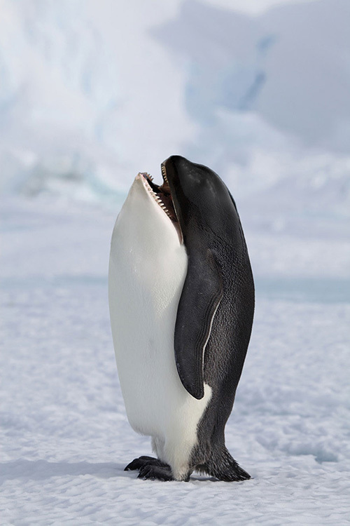 <p> Chim cánh cụt được lai tạo với chú cá voi.</p>