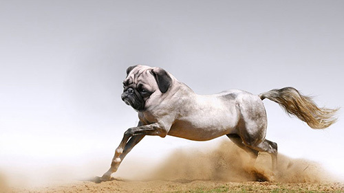 <p> Sự mạnh mẽ của ngựa được ghép với chú chó. </p>