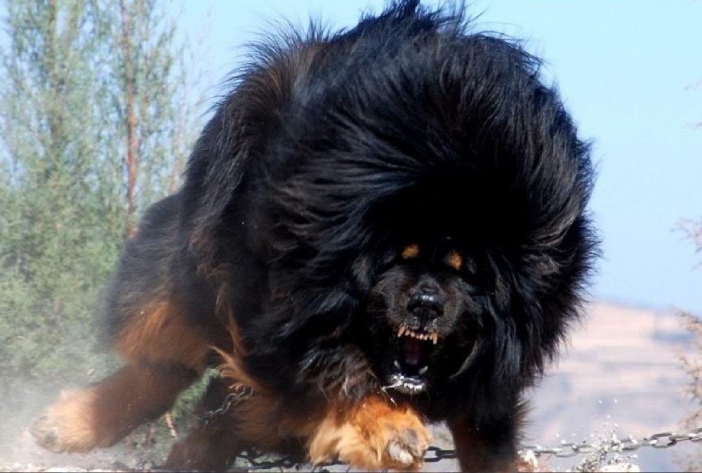 <p class="Normal"> Một trong những giống khác thường nhất của chó Tibetan Mastiff.</p> <p class="Normal">  </p>