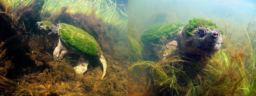 <p> Một chú rùa bị tảo bao phủ.</p>