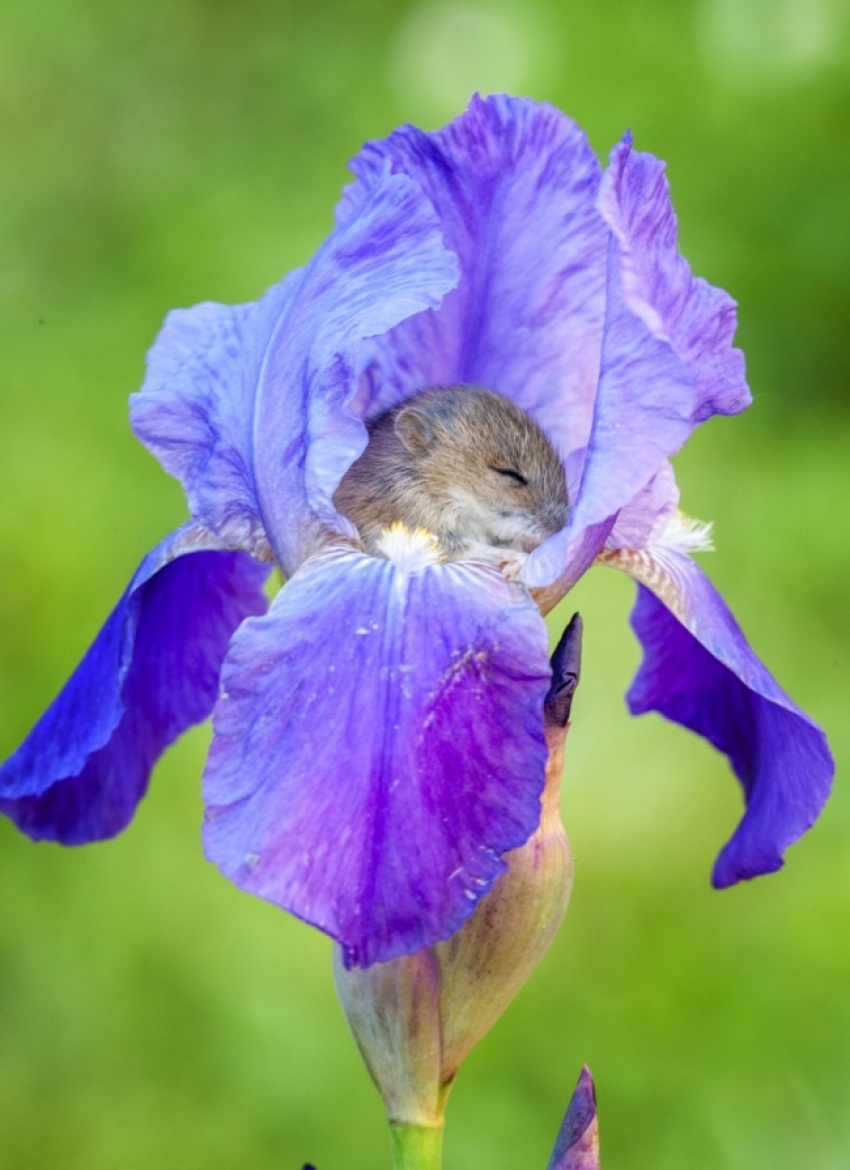 <p class="Normal"> Chú chuột đang say giấc trong một bông hoa iris.</p> <p class="Normal">  </p>