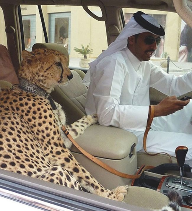 <p> Thay vi mèo, thú cưng của người dân Dubai là báo.</p>