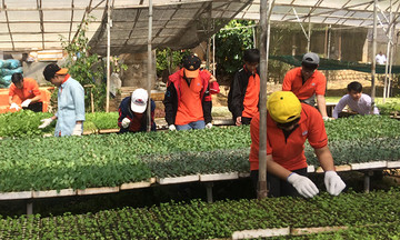 Sinh viên FPT học cách làm nông ở Đà Lạt