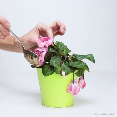 3-thu-khong-ton-tien-giup-hoa-heo-tro-nen-tuoi-roi-4