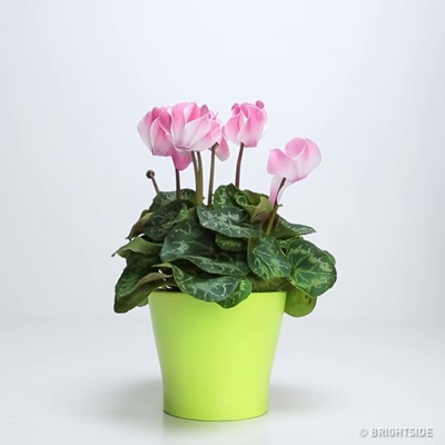 3-thu-khong-ton-tien-giup-hoa-heo-tro-nen-tuoi-roi-5