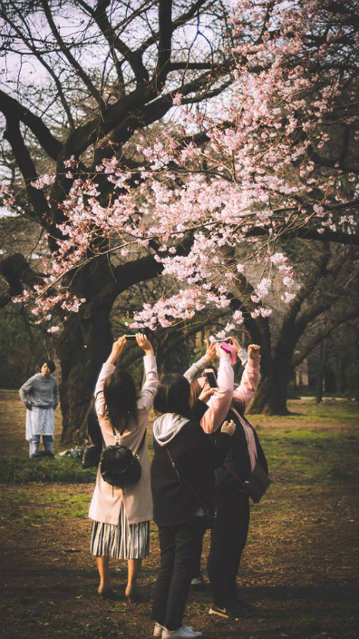 Tác giả Lê Minh Nhựt với tác phẩm Ngắm hoa thời công nghệ​: Tấm ảnh này được chup tại Shinjuku goen vào cuối tháng 3, khi những đóa hoa đầu mùa vừa nở.