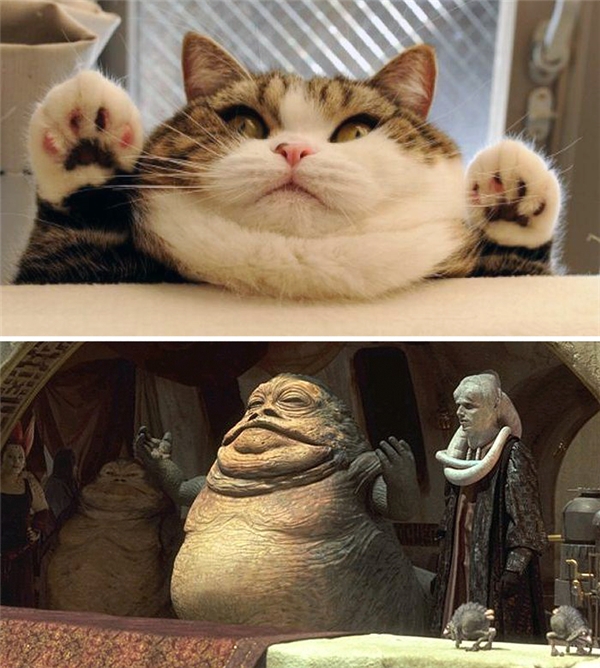 <p> Mèo béo “đạo nhái” nhân vật Jabba trong Star Wars. </p>