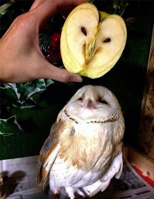 <p> Vừa cắt trái táo ra ăn là thấy ngay gương mặt của tên cú kia lồ lộ hiện ra là thế quái nào nhỉ?</p>
