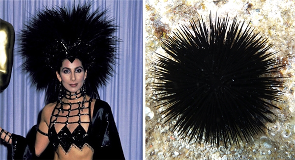 <p> Nữ danh ca Cher với bộ trang phục không khác gì nhím biển.</p>