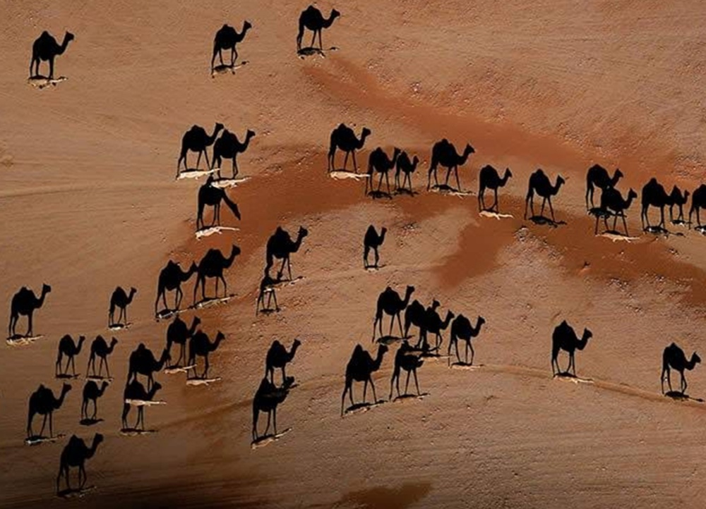 <p> Hình bóng lạc đà phải chiếu trên sa mạc. Các vệt trắng trên ảnh là những con lạc đà thật. </p>