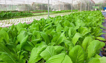 FPT Complex trồng rau sạch