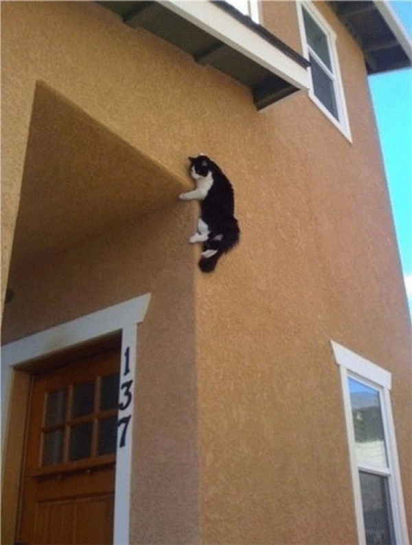 <p> Mèo mà leo tường như thằn lằn vậy. </p>