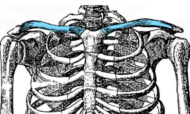 Gọi tên các vị trí xương trên cơ thể khó hay dễ?