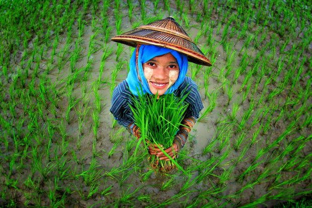 Nền kinh tế Myanmar phụ thuộc chủ yếu và nông nghiệp với hơn một nửa tổng thu nhập quốc dân (GDP) đến từ ngành này. Gạo là sản phẩm chính của đất nước này.