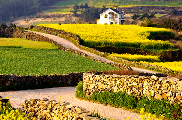 <p class="Normal"> <strong>Đảo Cheongsando</strong></p> <p class="Normal"> Cheongsando là một hòn đảo xinh đẹp ở ngoài khơi phía nam Hàn Quốc, được bao phủ bởi các làng chài và các đồng lúa mạch óng ả. Điểm đặc biệt của các cánh đồng ở đây là chúng được giới hạn bởi những dãy tường đá thấp rất đặc trưng. Ngoài màu xanh và vàng đẹp mắt của lúa mạch, khách du lịch Hàn Quốc còn có thể ngắm nhìn vẻ đẹp của hoa cải dầu và hoa cúc bướm ở Cheongsando.</p> <p class="Normal"> Thuộc địa phận thị trấn Wando, đảo Cheongsando được ví von là “slow city” với vẻ thanh bình và không khí trong lành mà khí hậu ở đây mang lại. Đảo Cheongsando không chỉ nổi tiếng bởi những cánh đồng hoa cải vàng ngập lối đi hay màu ươm suộm của các cánh đồng lúa mạch mà nơi đây còn mê mẩn khách du lịch bởi bãi tắm Jiri xanh ngắt.</p> <p class="Normal"> Đến với đảo Cheongsando thăm vườn thực vật Wando, bạn còn được chiêm ngưỡng những cây xương rồng lạ mắt cùng hàng trăm loài thực vật nhiệt đới và á nhiệt đới.</p>
