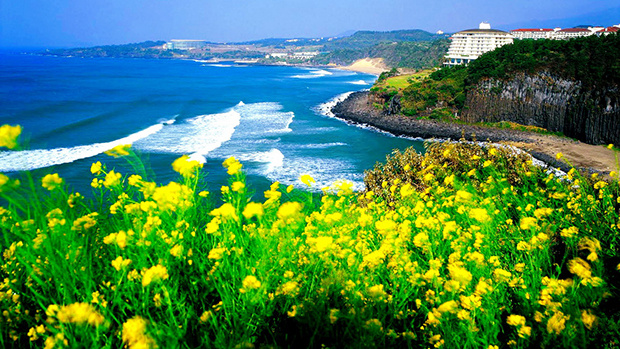 <p class="Normal"> <strong>Đảo Jeju</strong></p> <p class="Normal"> Đảo Jeju với cảnh biển đan xen những đồng hoa cải vàng rực rỡ là điểm đến mà chắc chắn du khách không thể lỡ hẹn khi đặt chân đến đất nước Hàn Quốc. Du lịch đảo Jeju thích hợp nhất là vào mùa hè, tầm từ tháng 6 đến tháng 9, bởi lúc này nền nhiệt tương đối, thời tiết ấm không quá nóng bởi có hơi mát từ biển, lại là mùa hoa cải nở. Từ sân bay tại trung tâm các thành phố lớn như Seoul hoặc Busan, đều có những chuyến bay tầm 2 giờ để đến thẳng với viên ngọc du lịch của đất nước Hàn Quốc mang tên Jeju này.</p> <p class="Normal"> Một số điểm đến nổi bật là đường bờ biển phía đông Seopjikoji với những tảng đá núi lửa đủ hình dạng, núi Seongsan Ilchubong (còn gọi là đỉnh Bình Minh) - một miệng núi lửa 5.000 tuổi có tầm nhìn tuyệt vời vào lúc bình minh, và núi Halla với khung cảnh kỳ bí của những tán cây phủ băng tuyết vào mùa đông.</p> <p class="Normal"> Ngoài ra, đảo Udo (Ngưu Đảo) nằm rất gần Jejudo cũng là một điểm đến nổi tiếng của du lịch Hàn Quốc, với Ngưu Đảo Bát Cảnh là 8 cảnh đẹp nhất của đảo. Ở đây cũng có bờ biển với san hô đỏ Rhodolith quý hiếm.</p>