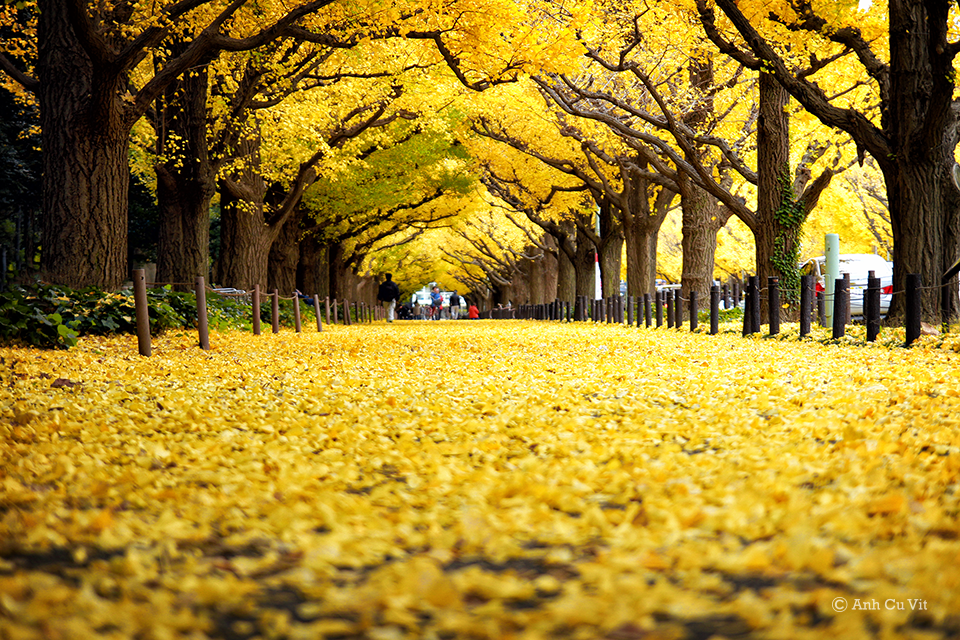 <p> Những con đường ngập lá vàng ở Tokyo.</p>