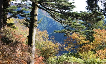 Vẻ đẹp mùa thu Nhật Bản qua ống kính người FPT