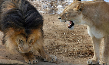 Tại sao sư tử đực có bờm