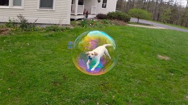 <p> Con chó ở trong hay ngoài quả bóng nhỉ?</p>