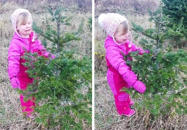 <p> "Cô bé 3 tuổi của tôi khóc nức nở khi chúng tôi không mua cái cây xấu nhất vườn".</p>