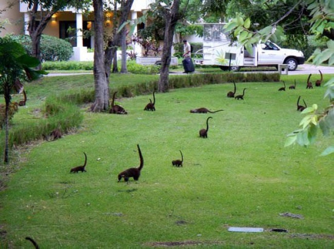 <p> Cứ như một cộc hội ngộ của những chú khủng long cổ dài mini trên một bãi cỏ ở Costa Rica.</p>