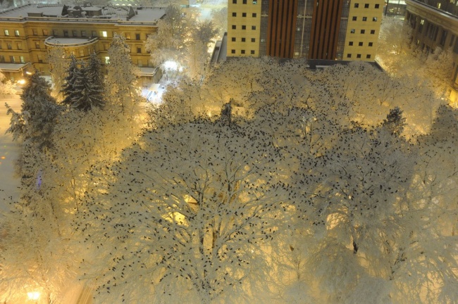 <p> Hàng ngàn con quạ đậu trên cây phủ tuyết.</p>