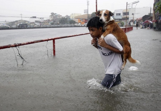 <p> Một cậu bé mang chú chó của mình băng qua dòng nước lũ ở Manila, Philippines.</p>
