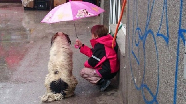 <p> Hành động đáng khen ngợi của cậu bé dành chỗ cho một chú chó đi lạc dưới ô dù nhỏ bé của mình.</p>