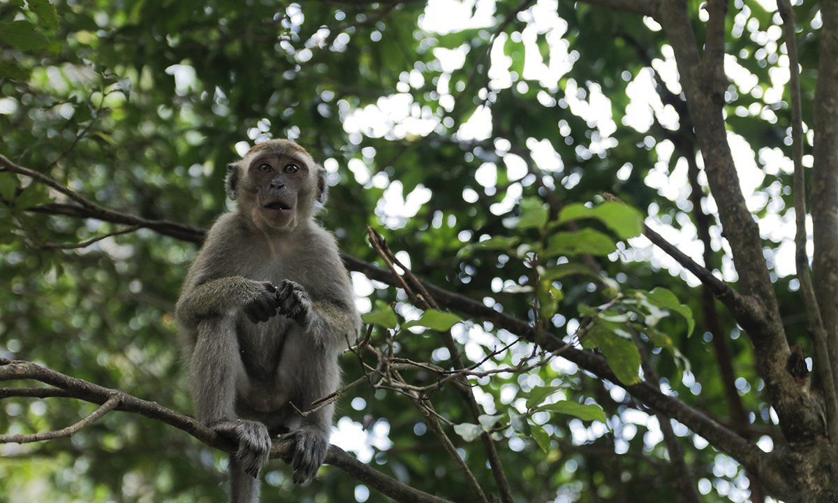 <p> Dọc đường đi, có rất nhiều chú khỉ tinh nghịch ra chào. Trước khi đi, các bé đã được chú hướng dẫn viên du lịch dặn dò cẩn thận với những chú khỉ hiếu động này. </p>