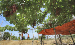 Nam Trung Bộ trù phú qua từng bước chân nhà 'Cáo'