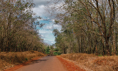 Ngẩn ngơ mùa cao su thay lá ở Gia Lai
