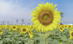 Cánh đồng hướng dương rộng mênh mông giữa lòng Sài Gòn