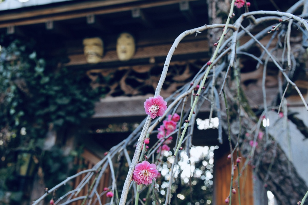 <p class="Normal" style="text-align:justify;"> Lần đầu tiên đi onsite tại Nhật Bản, anh được trải nghiệm vẻ đẹp của hoa mơ Odawara tại tỉnh Kanagawa, Nhật Bản. Hoa mơ Nhật nở rộ vào tháng 3 khi mùa đông lạnh giá bắt đầu dịu đi, cũng là lúc báo hiệu mùa xuân đã đến.</p>