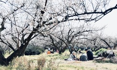 'Gặp nhau giữa rừng mơ' Nhật Bản cùng chàng trai nhà F