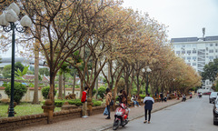 Xao xuyến Hà Nội nhuộm vàng trong mùa cây thay lá