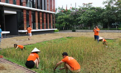 Lập trình viên FPT gặt lúa giữa 'làng công nghệ'