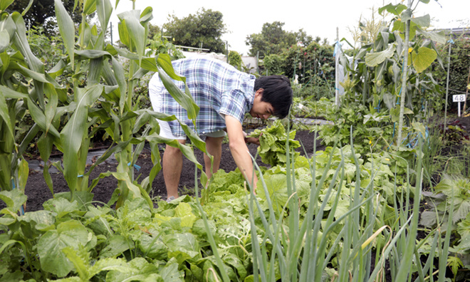 Người FPT Japan thuê đất trồng rau xanh Việt Nam