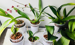 'Vườn lan' tại văn phòng của cán bộ IT