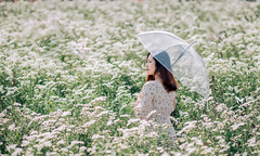 Nữ nhân viên Phần mềm dịu dàng bên cúc họa mi