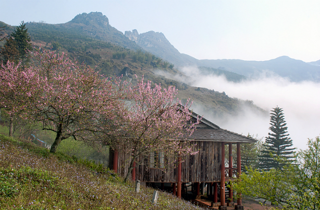 Hoa đào nở trong các thung lũng ở Sa Pa. Ảnh: Thi/Shutterstock.