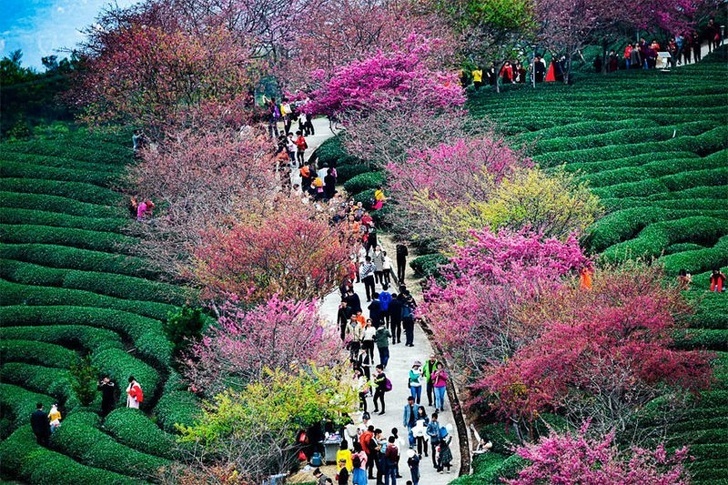 <p> Những cây đào nở rộ tại một đồn điền trà tạo nên tấm thảm sống động kỳ diệu ở Longyan, Trung Quốc.</p>