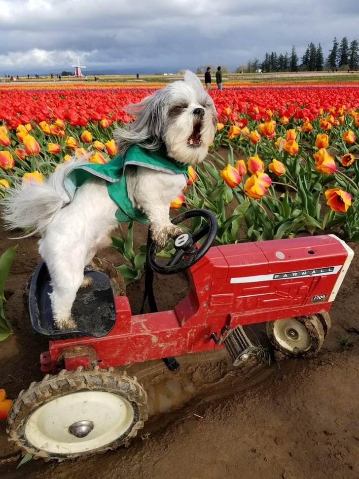 <p> Benji - chú chó nông trại chào đón mùa xuân.</p>